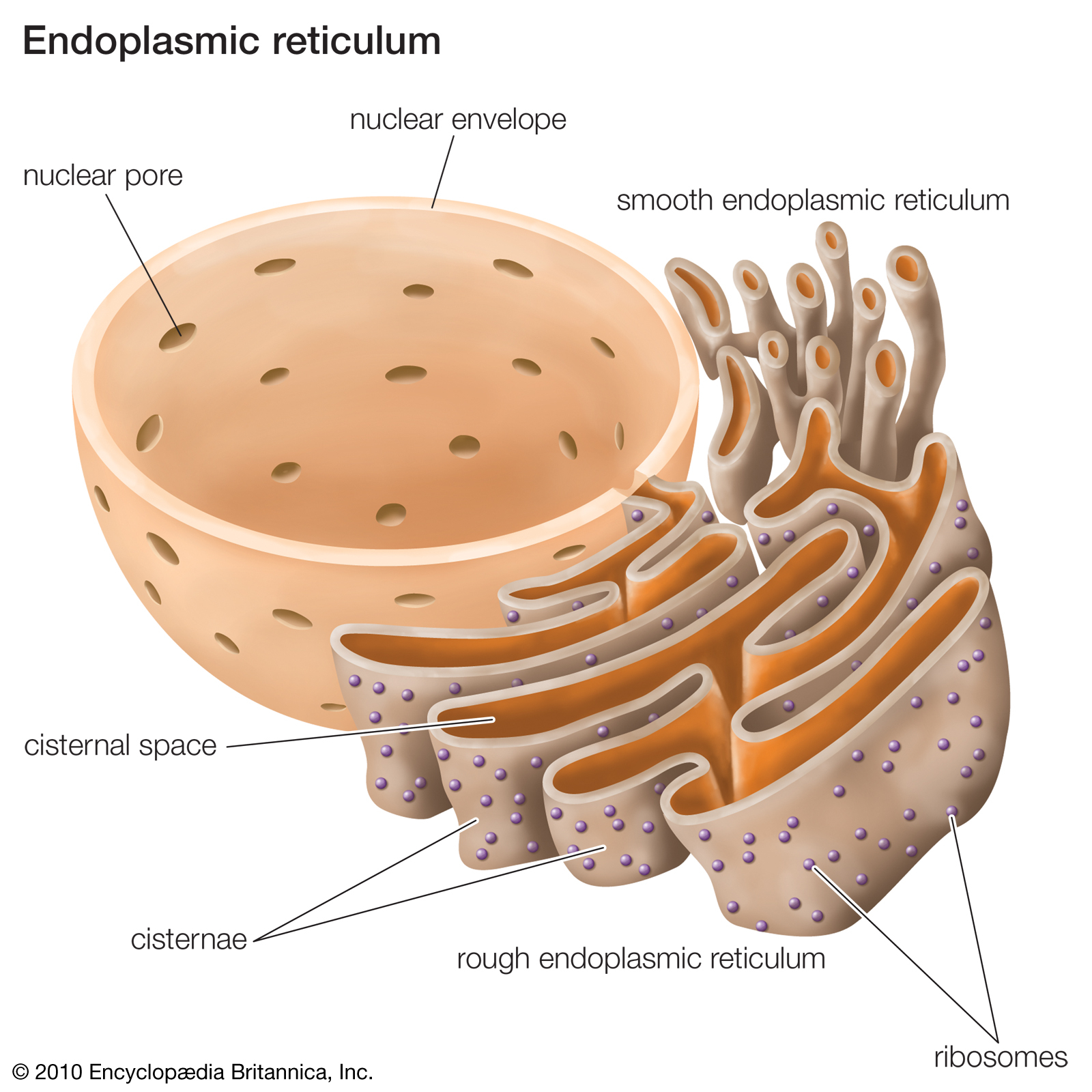 Rough Er Diagram