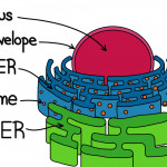 Rough Endoplasmic Reticulum (Rer) — Structure & Function   Expii