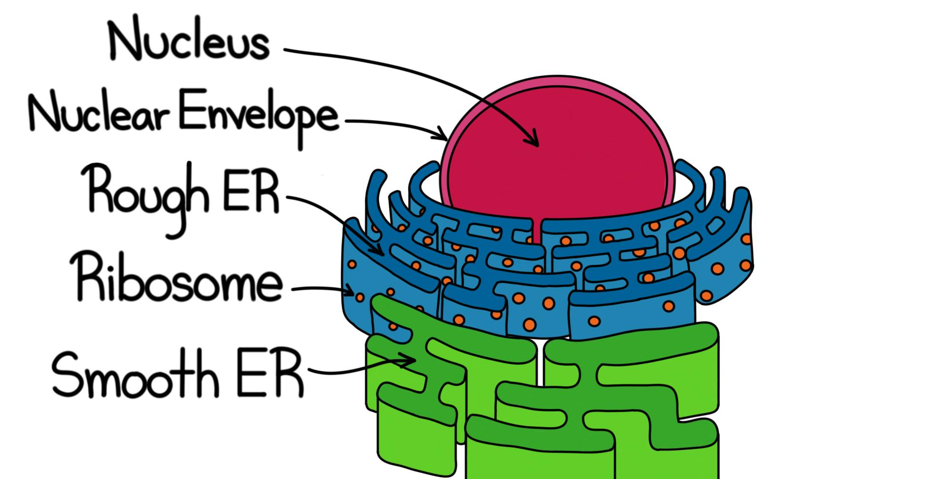 Rough Endoplasmic Reticulum (Rer) — Structure &amp;amp; Function - Expii