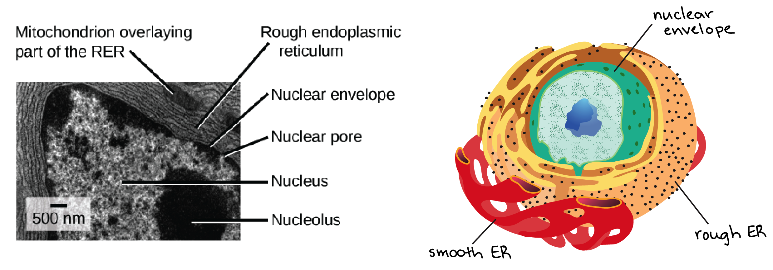 The Endomembrane System (Article) | Khan Academy