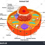 Animal Cell Anatomy Diagram Structure All Stock Illustration