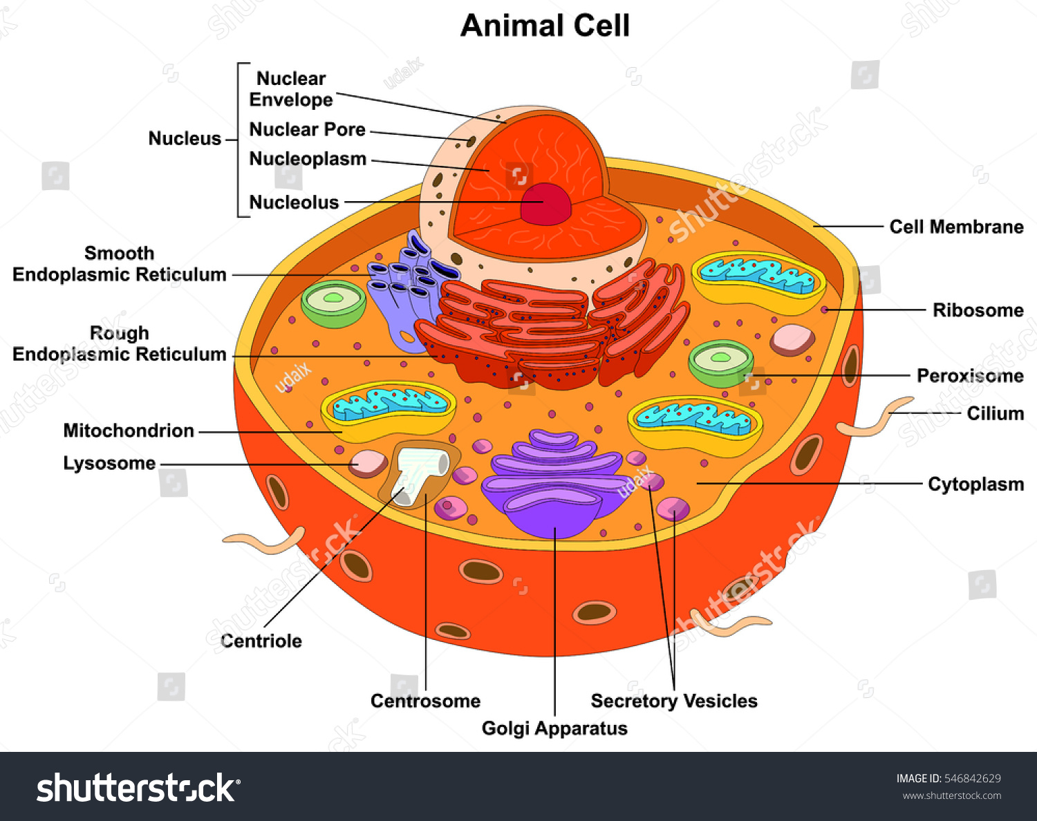 Animal Cell Anatomy Diagram Structure All Stock Illustration