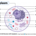 Animal Cell  Definition, Structure, Parts, Functions And Diagram