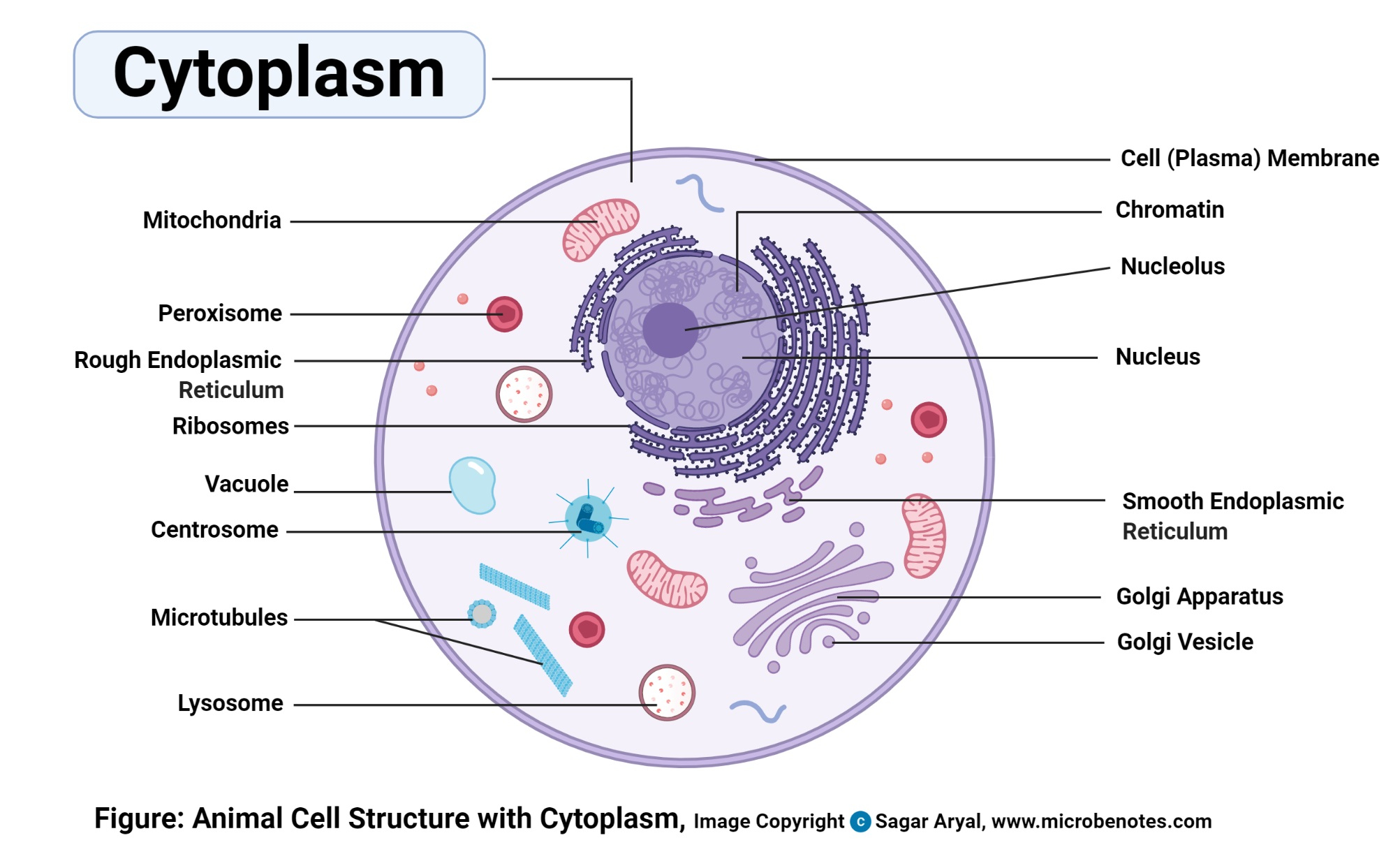 Animal Cell- Definition, Structure, Parts, Functions And Diagram