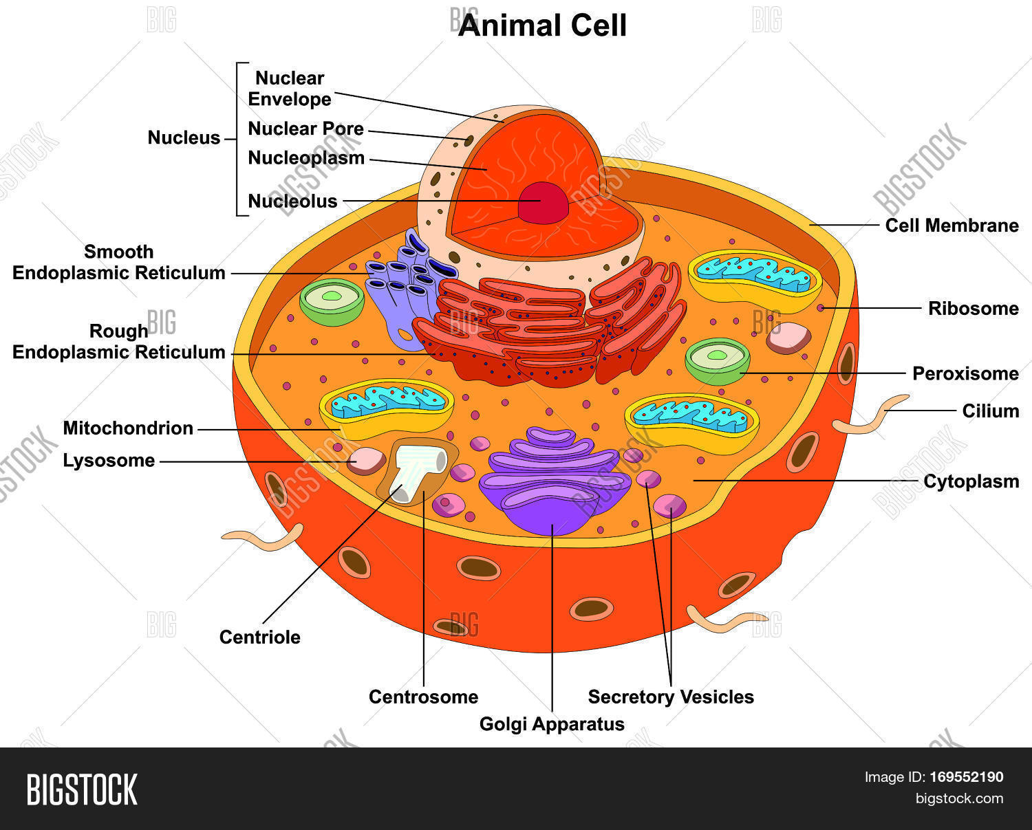 Diagram] Endoplasmic Reticulum Diagram Full Version Hd
