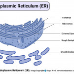 Diagram] Endoplasmic Reticulum Diagram Full Version Hd