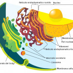 Endoplasmic Reticulum Function: Structure And Diagram