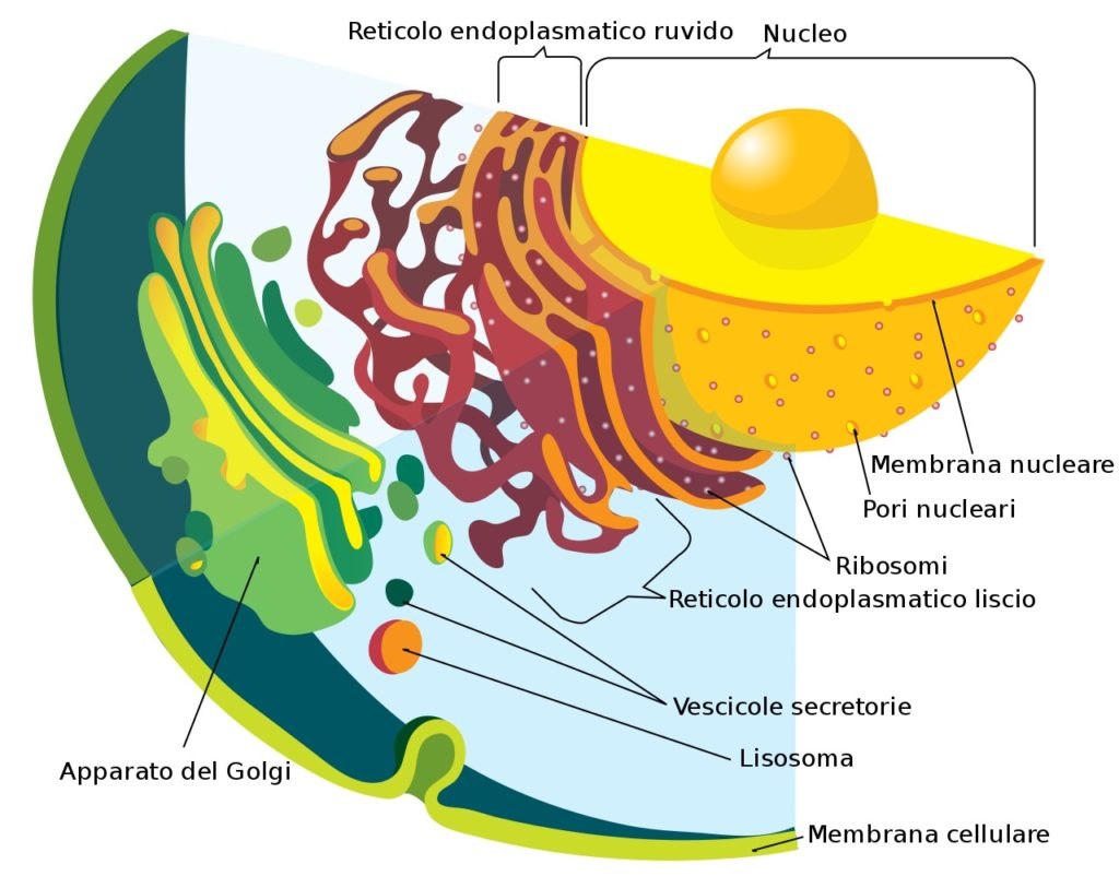 Endoplasmic Reticulum Function: Structure And Diagram