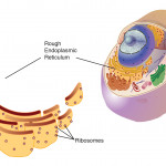 Endoplasmic Reticulum (Rough)