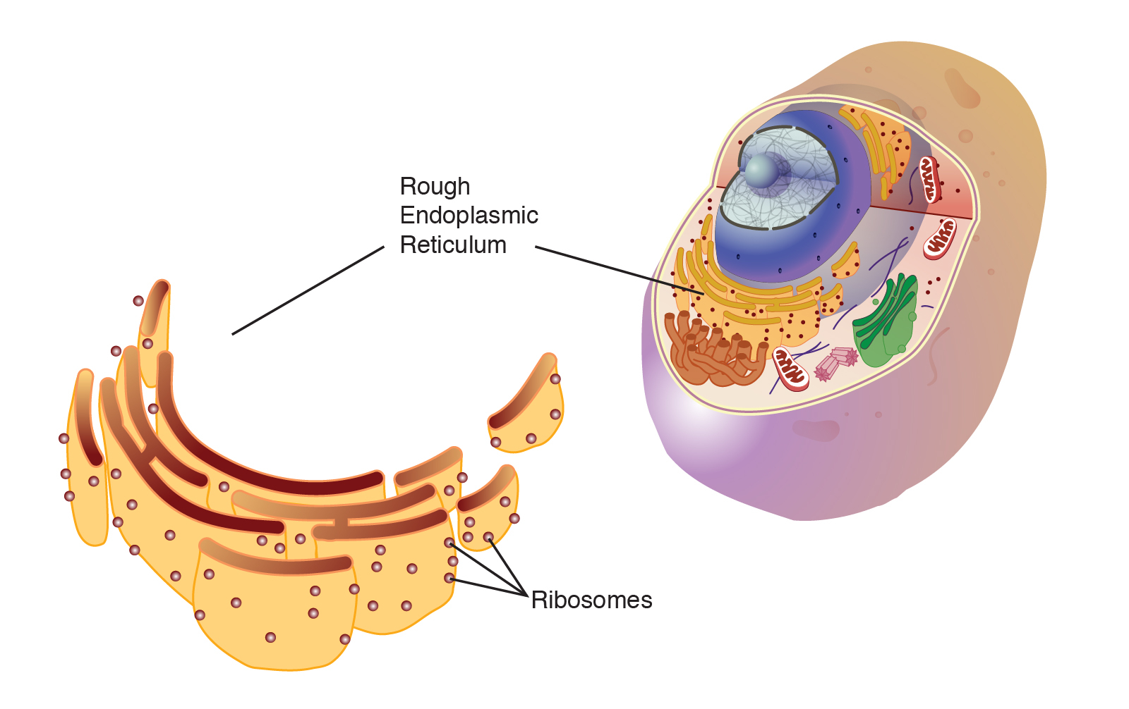 Endoplasmic Reticulum (Rough)