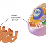 Endoplasmic Reticulum (Smooth)