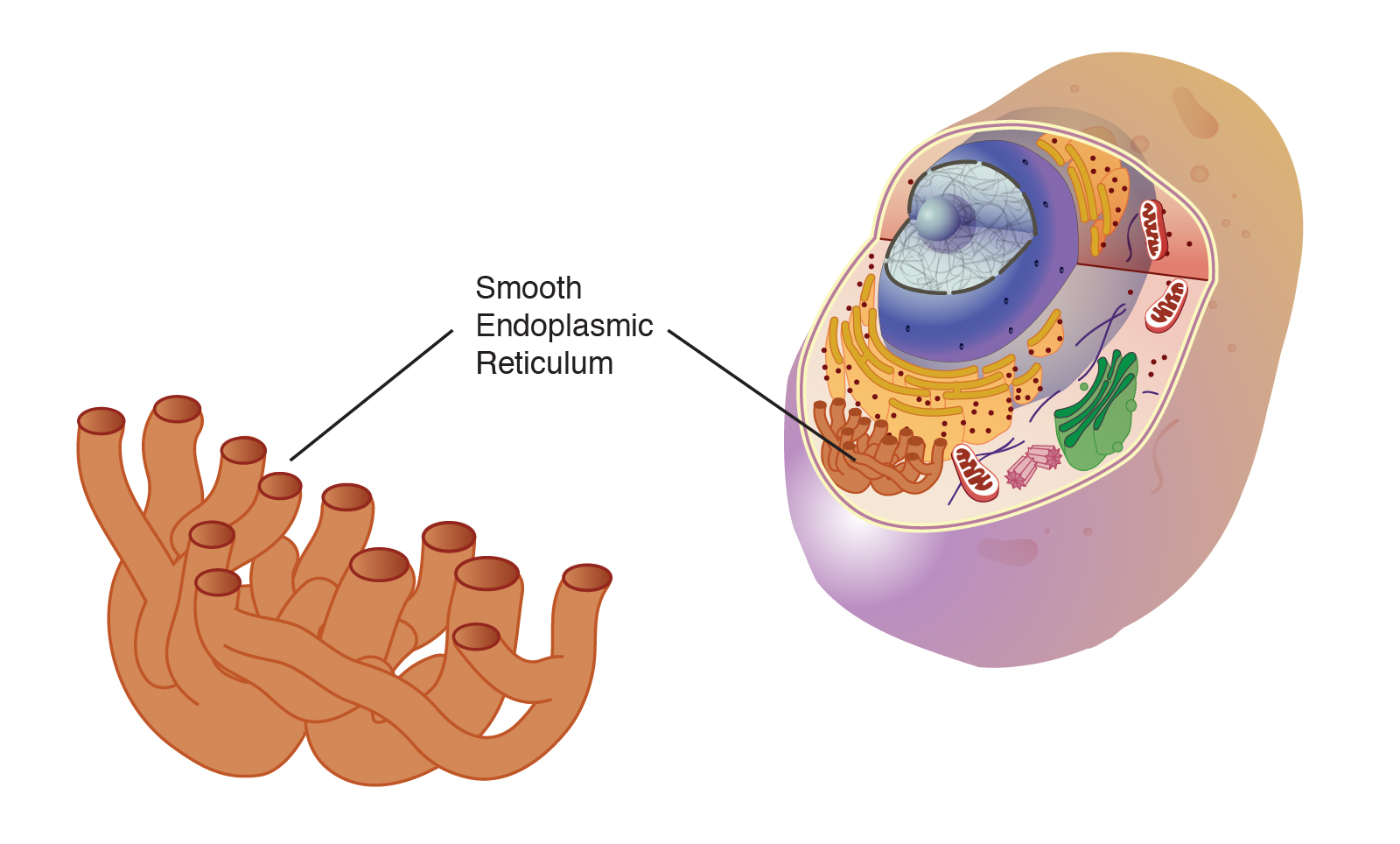 Smooth Endoplasmic Reticulum Ser Structure Amp Function Expii Riset