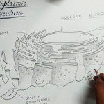 How To Draw Endoplasmic Reticulum