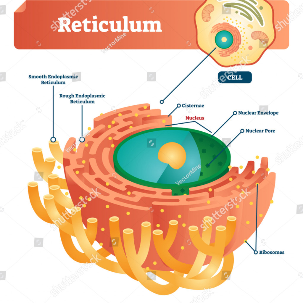 Reticulum Labeled Vector Illustration Scheme Anatomical ...