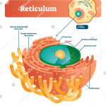 Reticulum Labeled Vector Illustration Scheme Anatomical