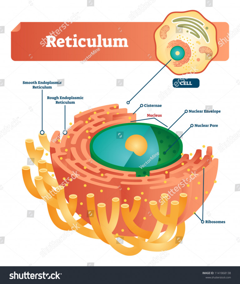 Reticulum Labeled Vector Illustration Scheme Anatomical ...