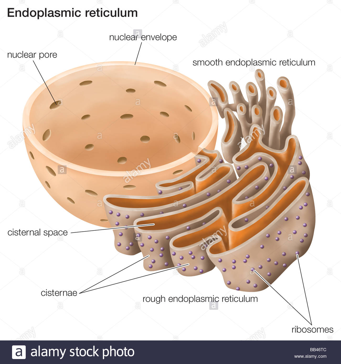 Rough And Smooth Endoplasmic Reticulum High Resolution Stock