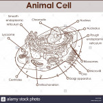 Rough And Smooth Endoplasmic Reticulum High Resolution Stock