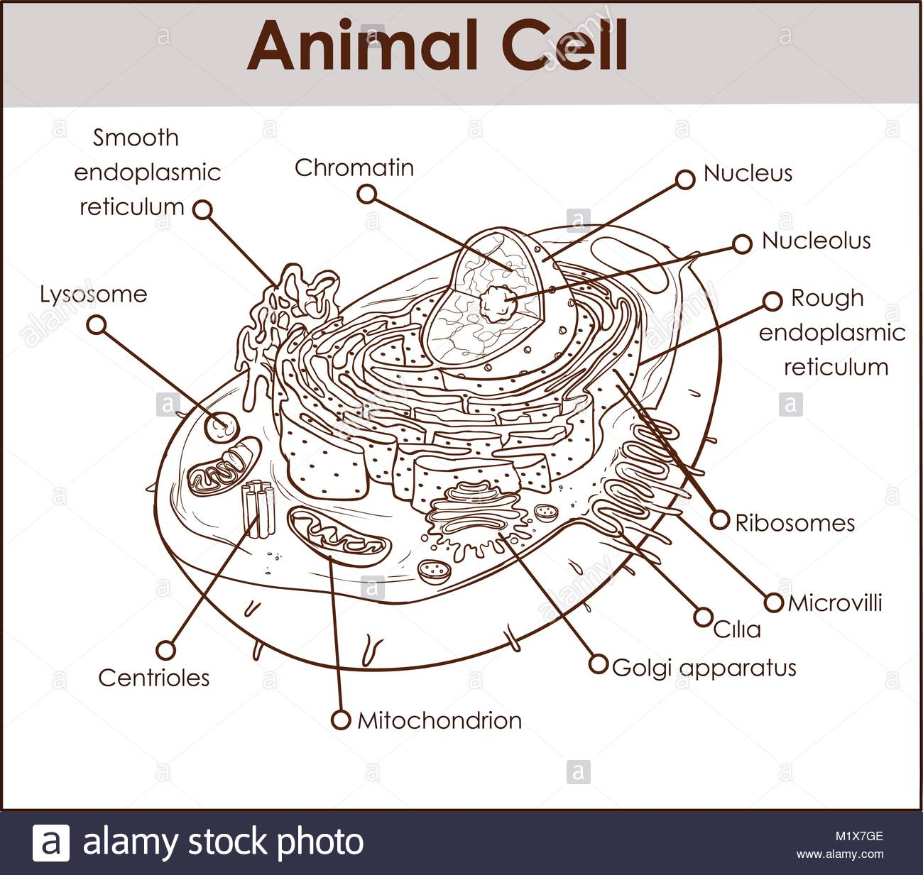 Rough And Smooth Endoplasmic Reticulum High Resolution Stock