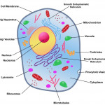 Rough Endoplasmic Reticulum | Animal Cell Structure, Cell