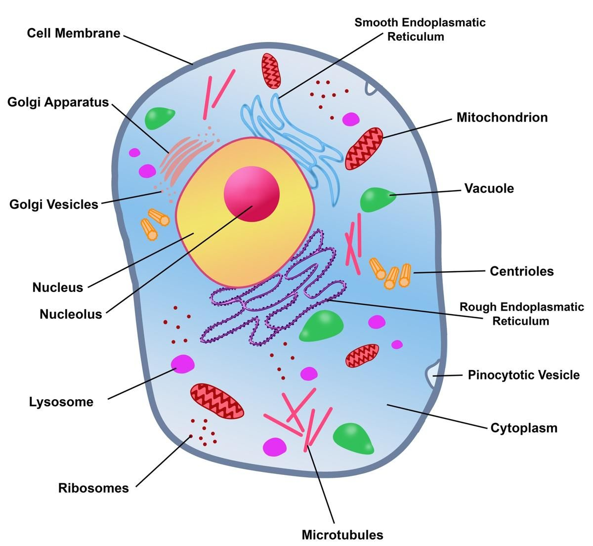 Rough Endoplasmic Reticulum | Animal Cell Structure, Cell