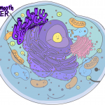 Smooth Endoplasmic Reticulum (Ser) — Structure & Function