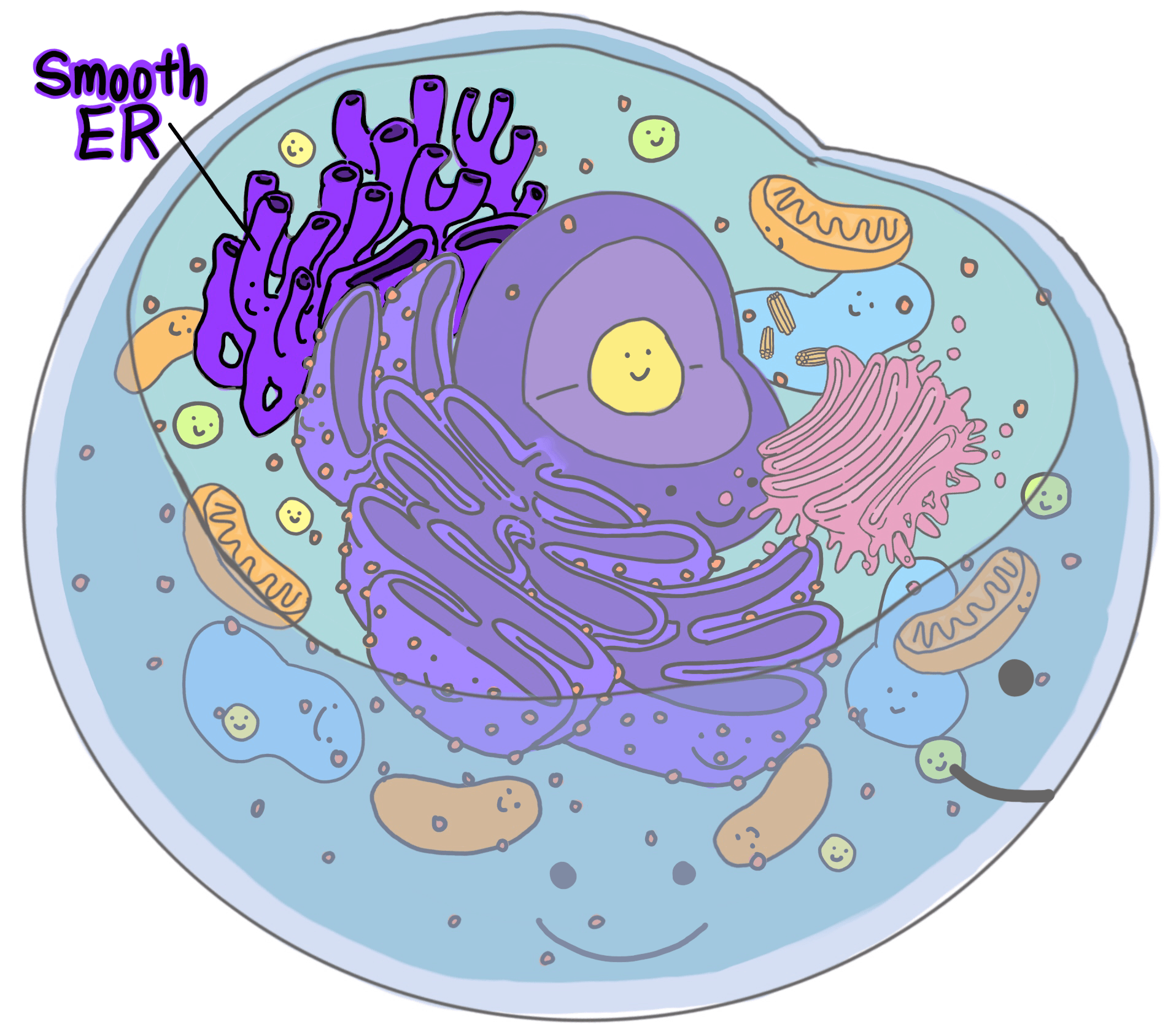 Smooth Endoplasmic Reticulum (Ser) — Structure &amp;amp; Function