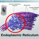 Smooth Er: Definition, Functions & Structure Video