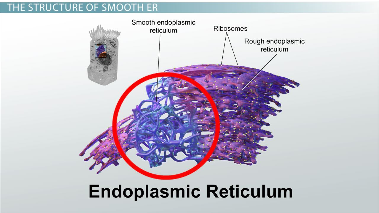 Smooth Er: Definition, Functions &amp;amp; Structure Video