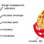 The Endomembrane System (Article) | Khan Academy