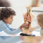 30 Interesting Facts Diagram Parts Of Human Body For Kids
