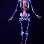 3D Male Skeletal System Model