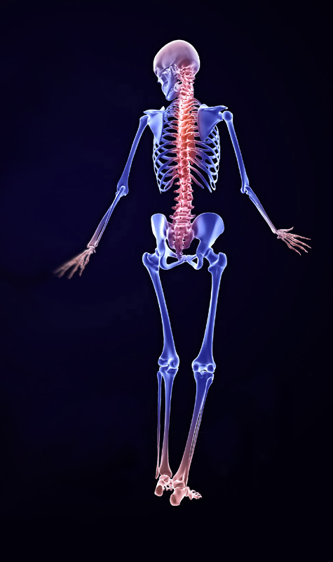 3D Male Skeletal System Model