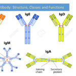 Antibody Structure Classes And Functions Online