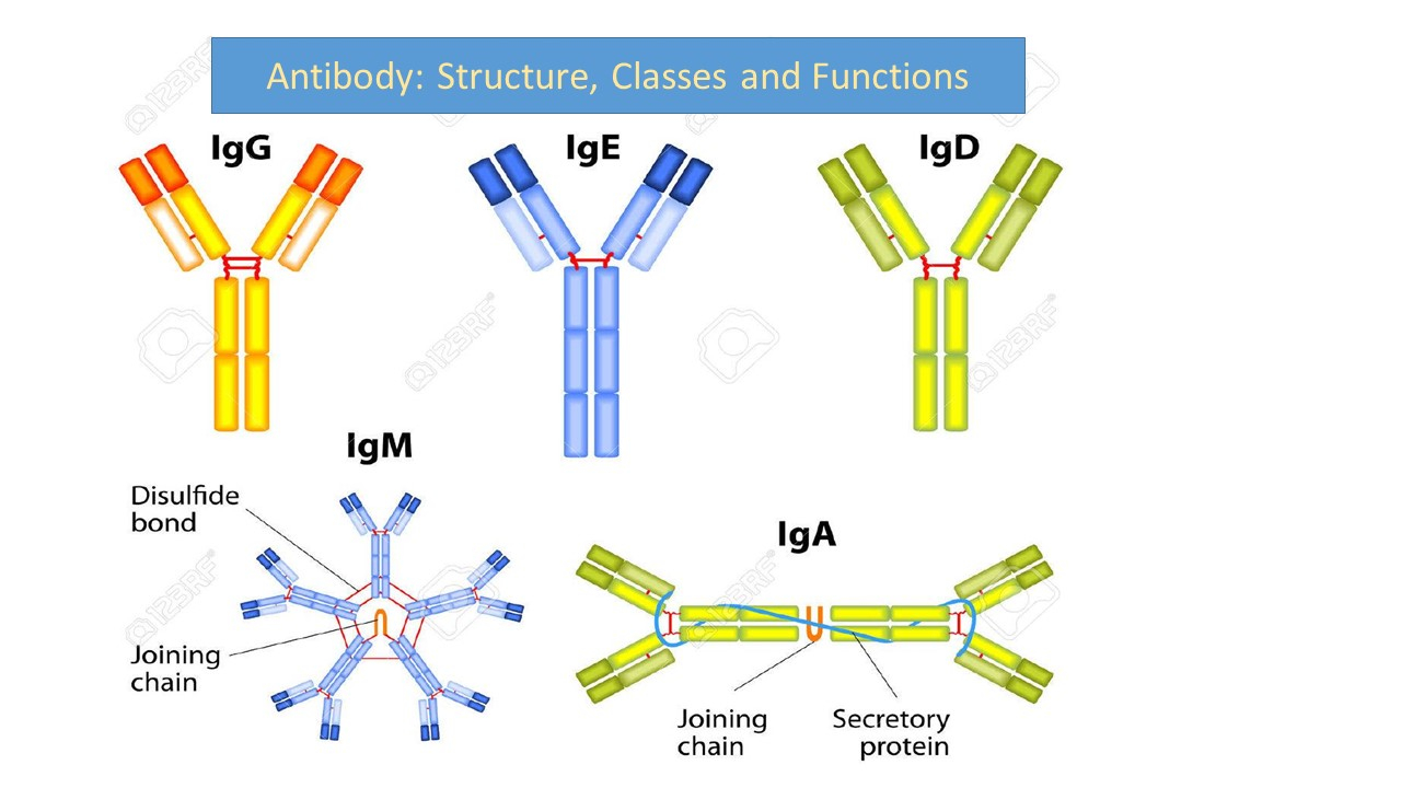 Antibody Structure Classes And Functions Online 