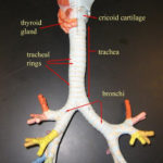 Bronchial Tree Model Respiratory System Anatomy Medical