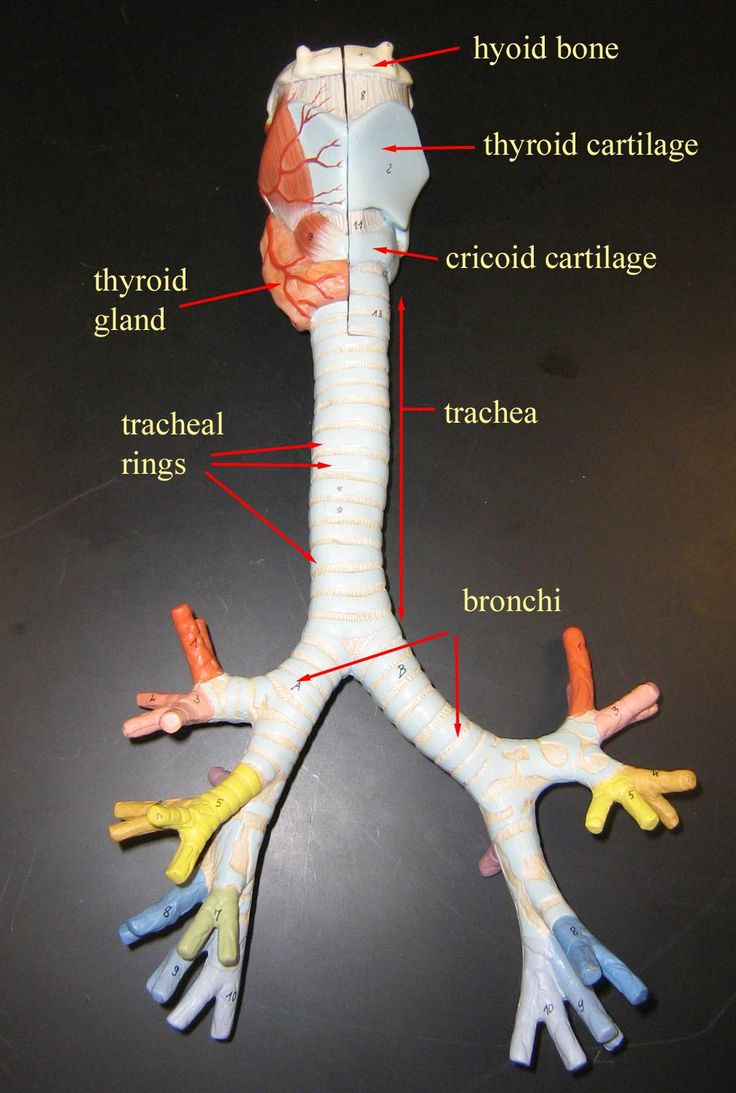 Bronchial Tree Model Respiratory System Anatomy Medical 