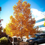 Buy Tulip Poplar Trees Online The Tree Center