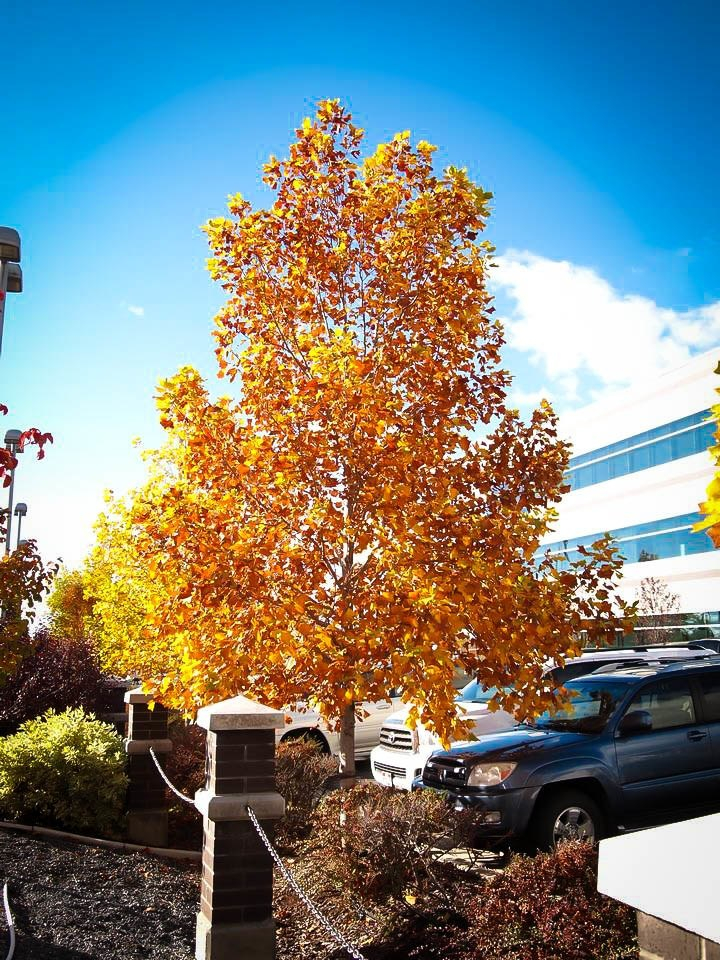 Buy Tulip Poplar Trees Online The Tree Center 