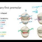 Dental Anatomy Premolars YouTube