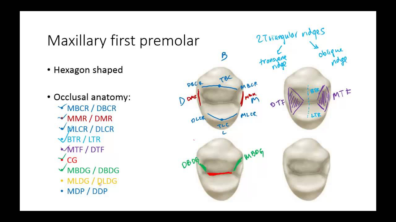 Dental Anatomy Premolars YouTube