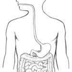 Digestive Tract Media Asset NIDDK