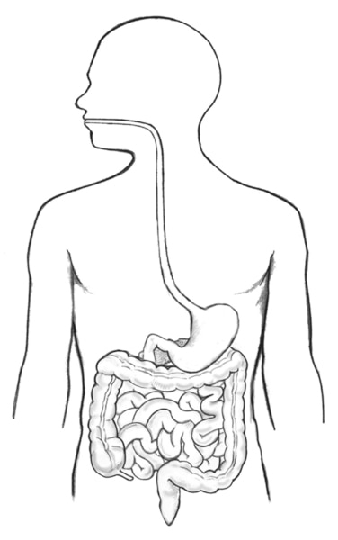 Digestive Tract Media Asset NIDDK