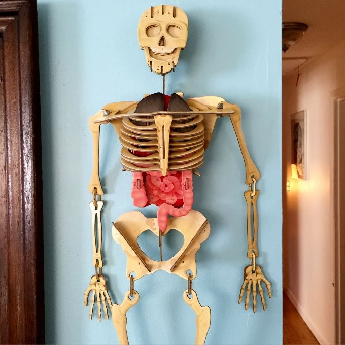 Drawing The Human Body For Kids Human Skeleton For Kids 