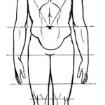Drawing The Human Head Face And Body In The Correct