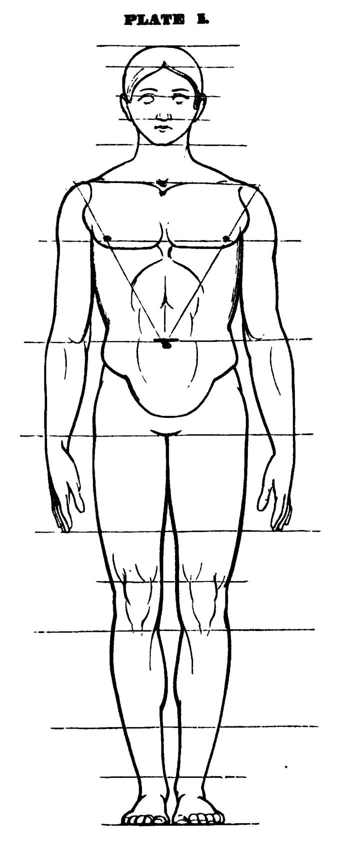 Drawing The Human Head Face And Body In The Correct 