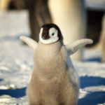 Emperor Penguin Chick Antarctic Logistics Expeditions