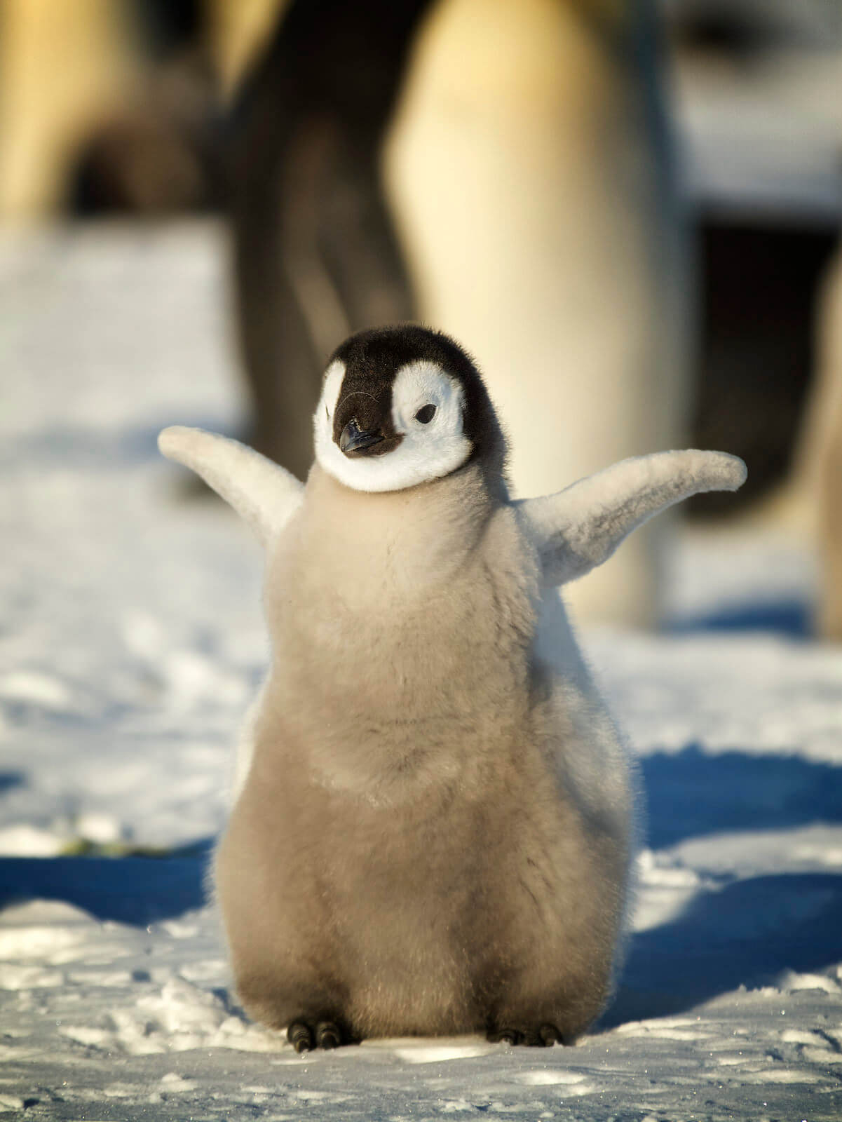 Emperor Penguin Chick Antarctic Logistics Expeditions