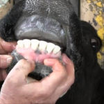 Estimating Cattle Age By Dentition YouTube