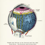 Eye Diagram Animal Eye Clinic